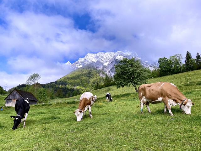 Kühe auf der Weide m Fuße des Grimmings