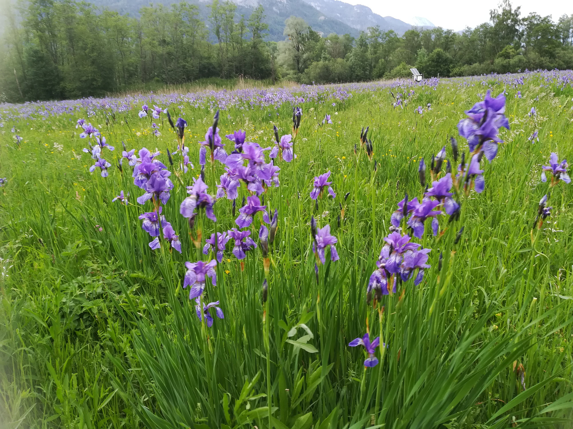 blooming Enns meadow