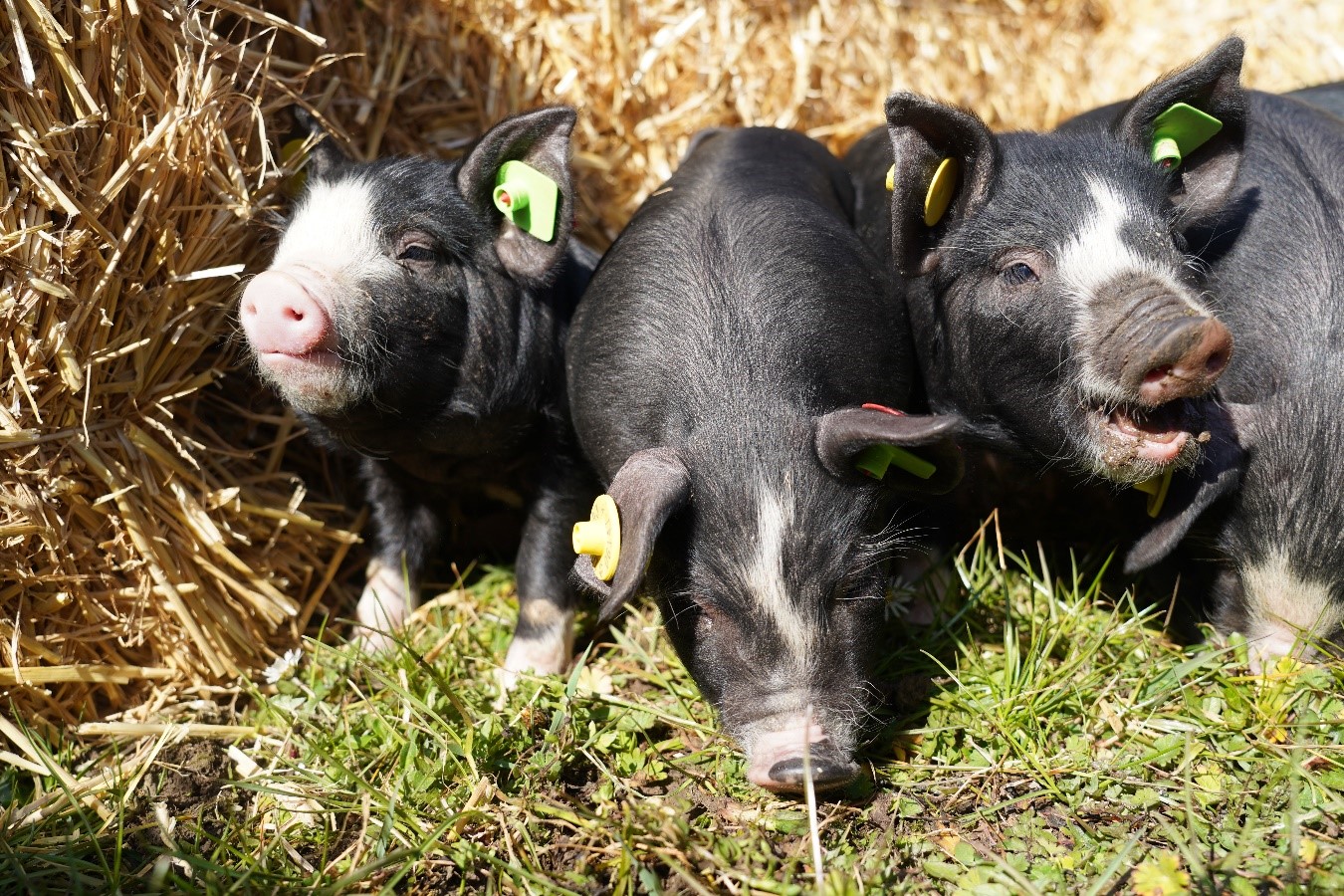 Berkshire piglets at the HBLFA Raumberg-Gumpenstein