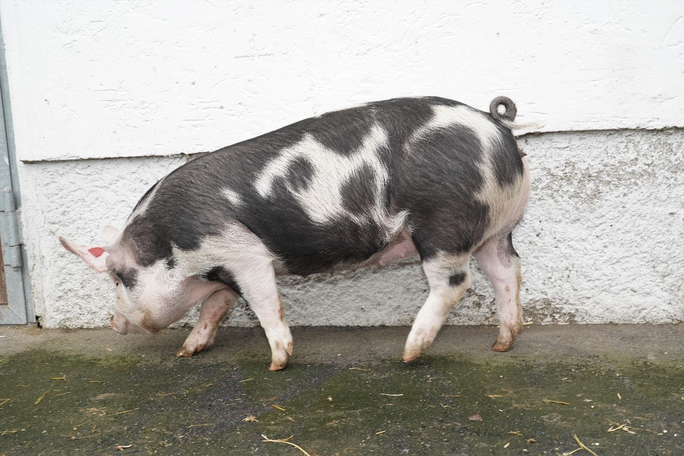 Berkshire pig