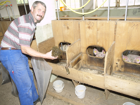 Bestimmung der Eiweißverdaulichkeit von Kleegrassilage und Luzernegrünmehl durch Mastschweine