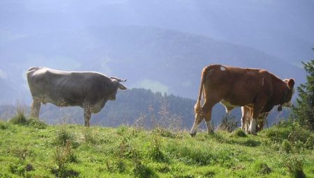 Fettsäuremuster von österreichischer Alm-, Vollweide- und Regal-Milch sowie von Milch aus intensiver Produktion