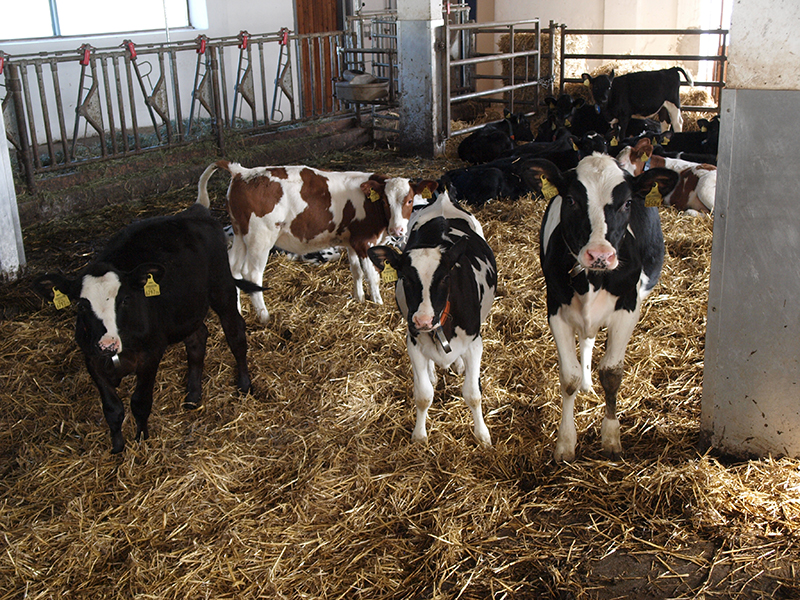 Milchbetonte Rindertypen in der Stiermast – Leistungsvermögen, Fleischqualität, Effizienz und Wirtschaftlichkeit von  Holstein Genotypen und Fleckvieh