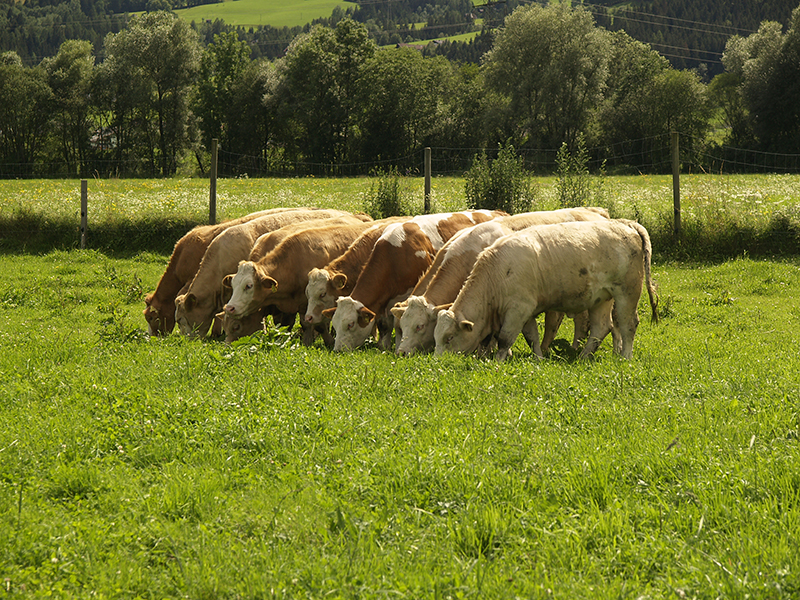 Stressfreie Schlachtung von Rindern am Heimbetrieb