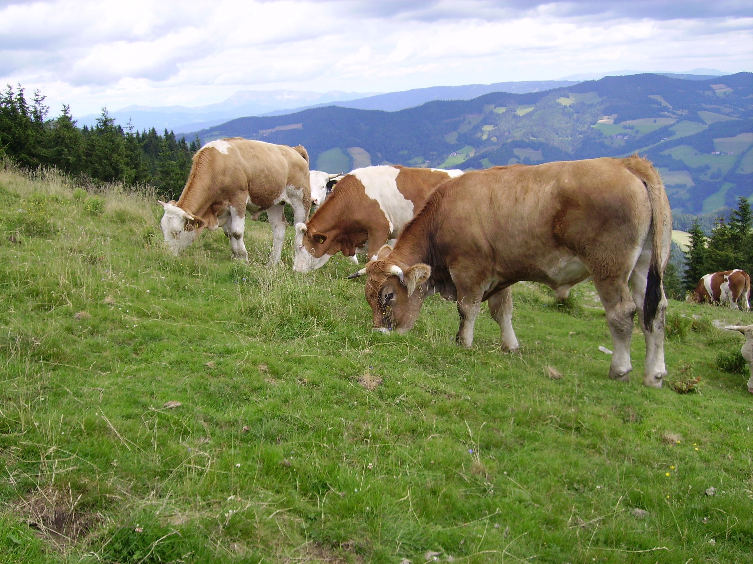 Untersuchungen zur Mast- und Schlachtleistung sowie Fleischqualität und Umweltwirkungen von  Alm-Rindern und Alm-Lämmern aus Österreich