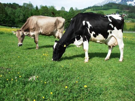 Proteinversorgung von Milchkühen im Biolandbau
