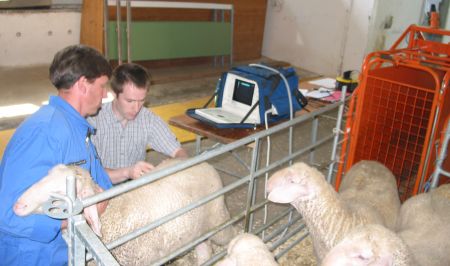 Zuchtwertschätzung für Schafe