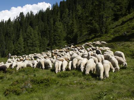 Innovatives Almmanagement durch gezielte Beweidung mit Schafen zur nachhaltigen Bewirtschaftung der alpinen Kulturlandschaft