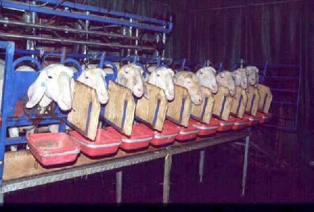 Schaf- und Ziegenmilcherzeugung