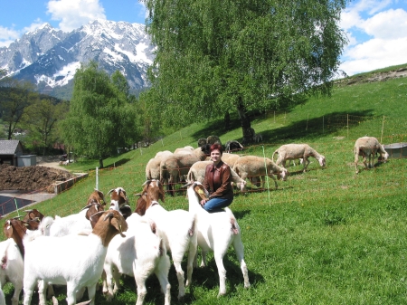 Rekultivierung von ehemaligen Almflächen durch Burenziegen und Schafe