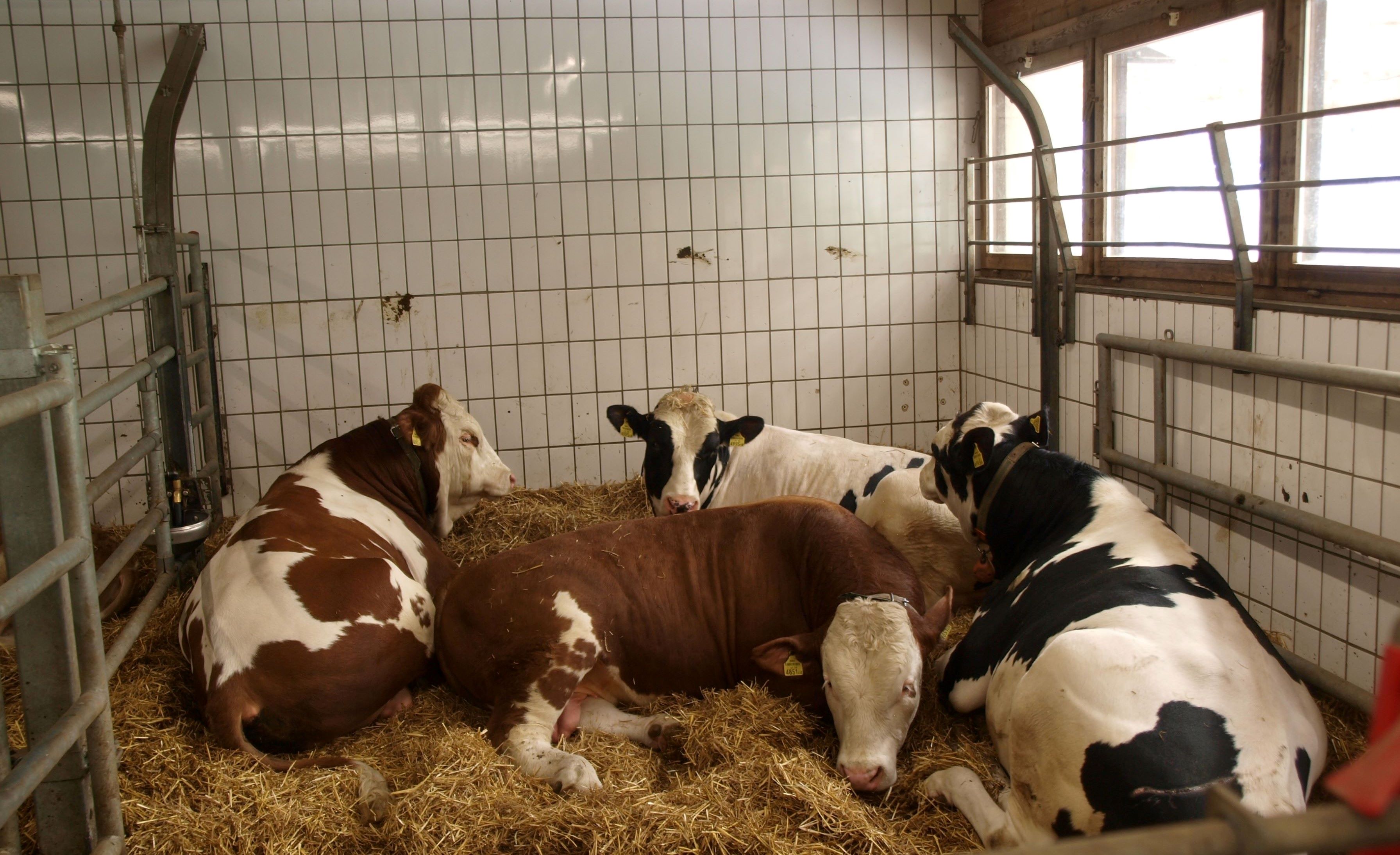 Holstein und Fleckvieh in der Stiermast – Tierische Leistungen, Schlachttierwert und Fleischqualität