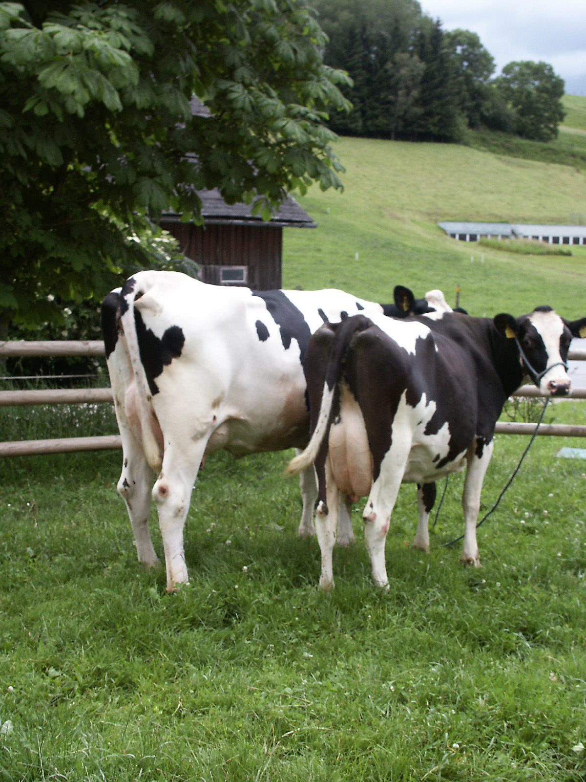Einfluss der Nutzungsrichtung und Lebendmasse von Milchkühen auf die Nährstoffeffizienz, Umweltwirkung und Wirtschaftlichkeit der Milchproduktion