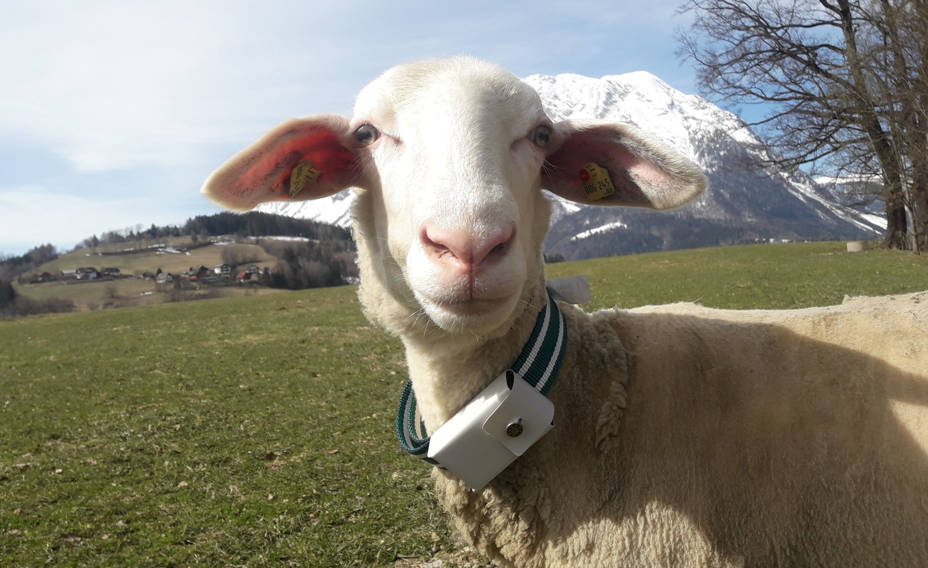 Schaf mit GPS-Sender