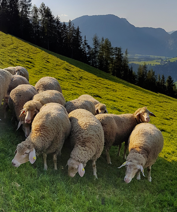 Schafe auf der Weide