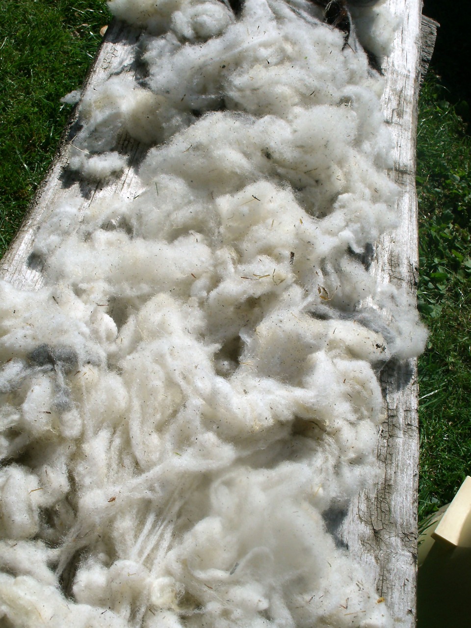 sheared wool