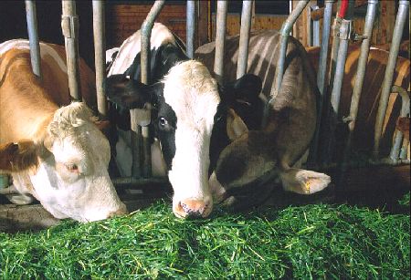 Einfluss des Konservierungsverfahrens auf Futterwert und Milchproduktion von Wiesenfutter