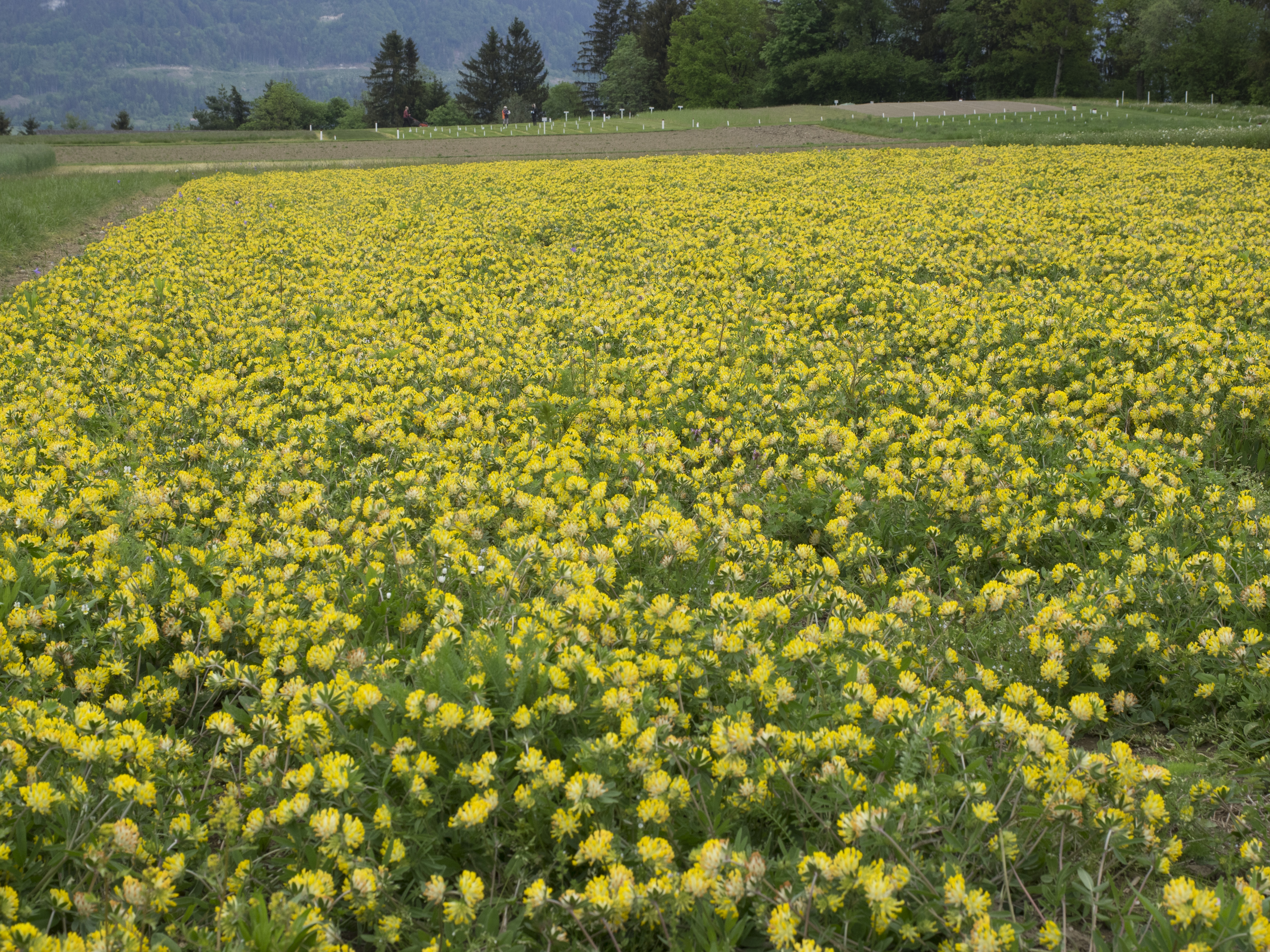 Planting seed propagations