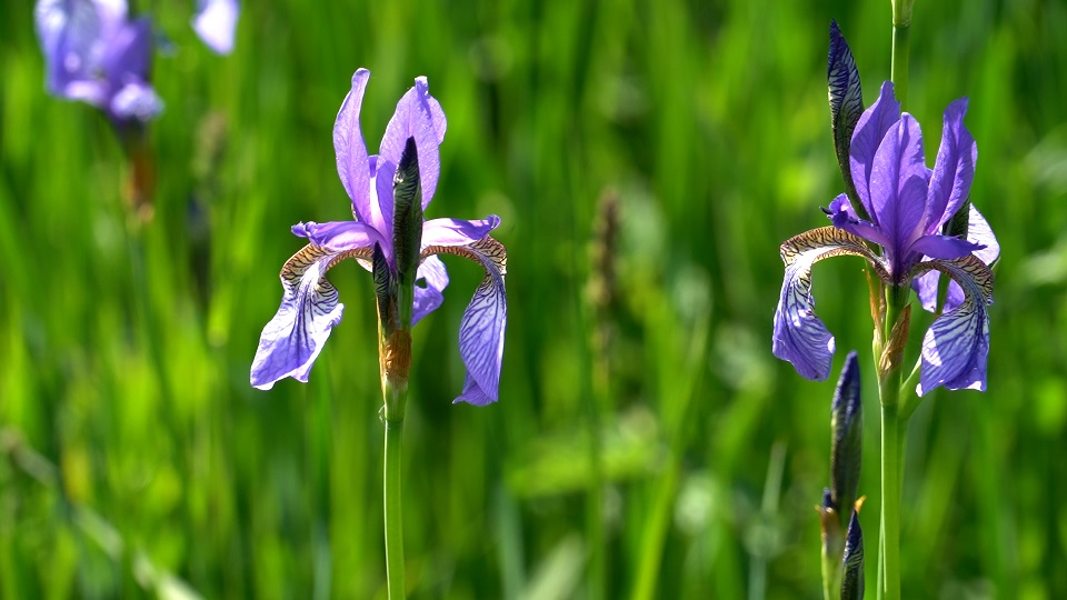 Wunderschöne Iriswiesen