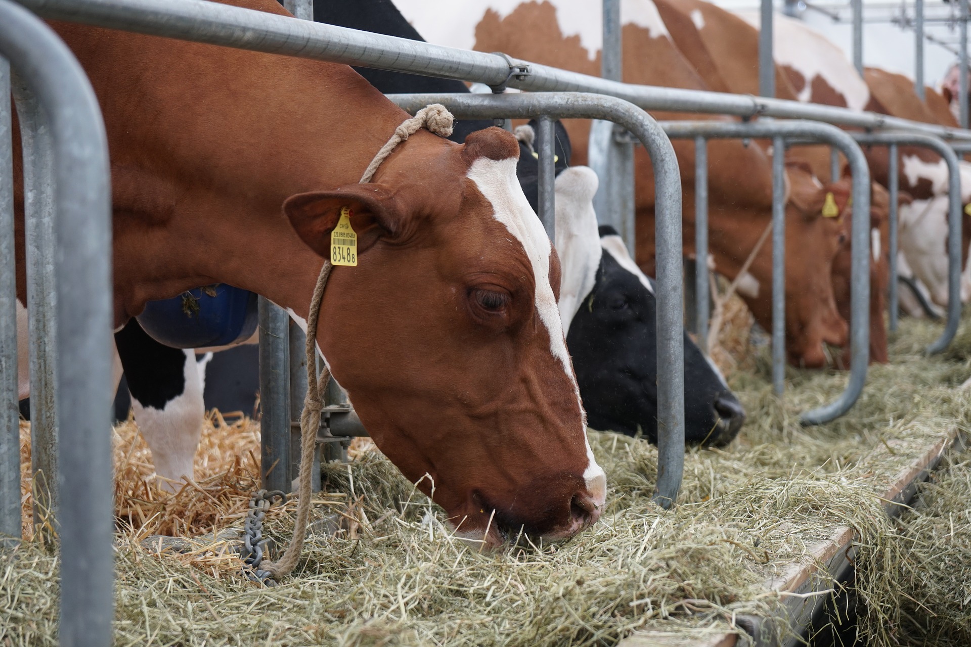 Digitaler Betriebshelfer zur Bewertung der Nachhaltigkeit am Milchviehbetrieb