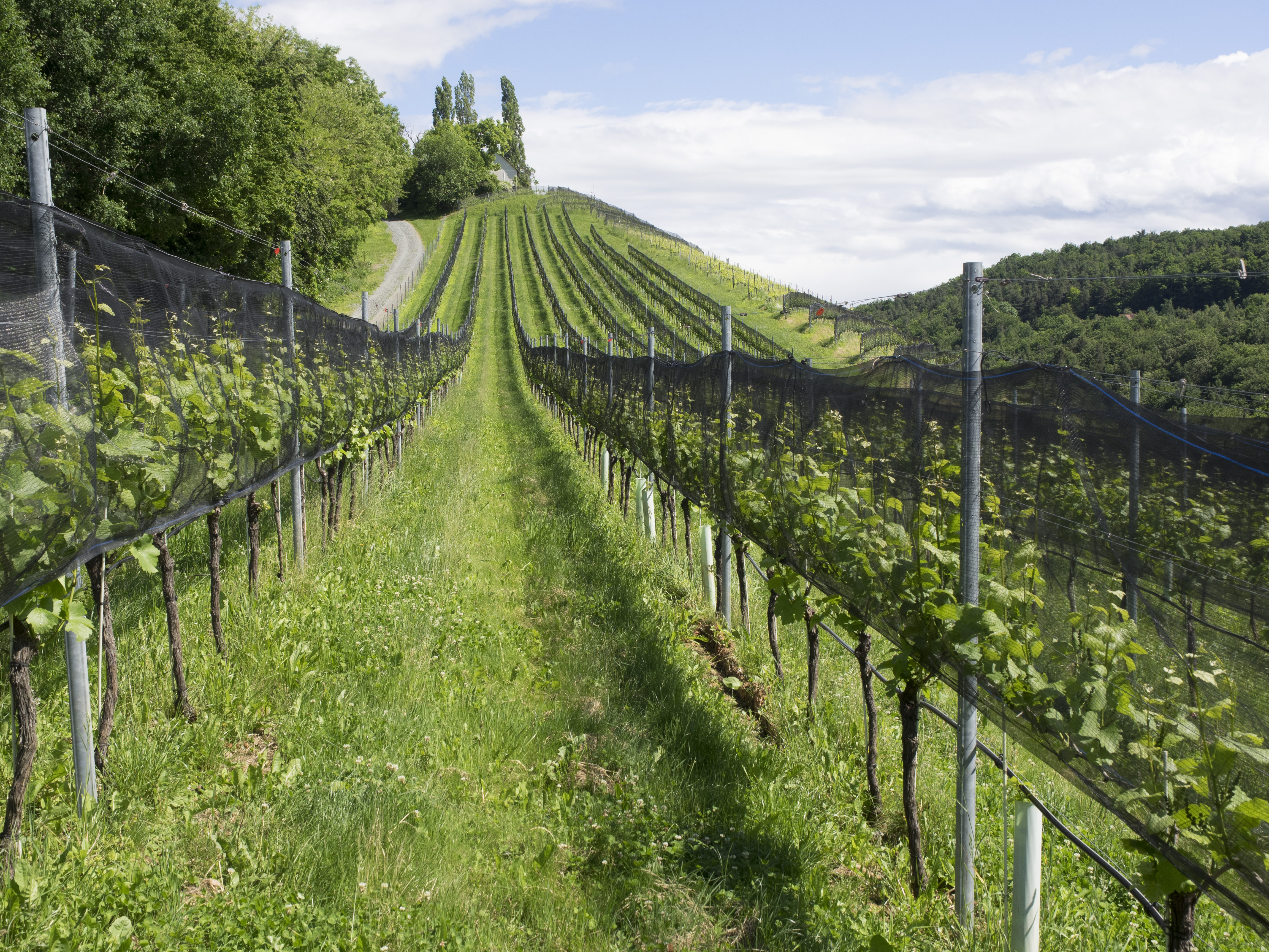 Auf geeigneten Flächen des Wein- und Obstbauzentrums Silberberg sollen in den nächsten Jahren einige Forschungsvorhaben umgesetzt werden.