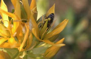 Der Gelbe Enzian ist eine in den europäischen Gebirgen heimische Art aus der Gattung der Enziane.