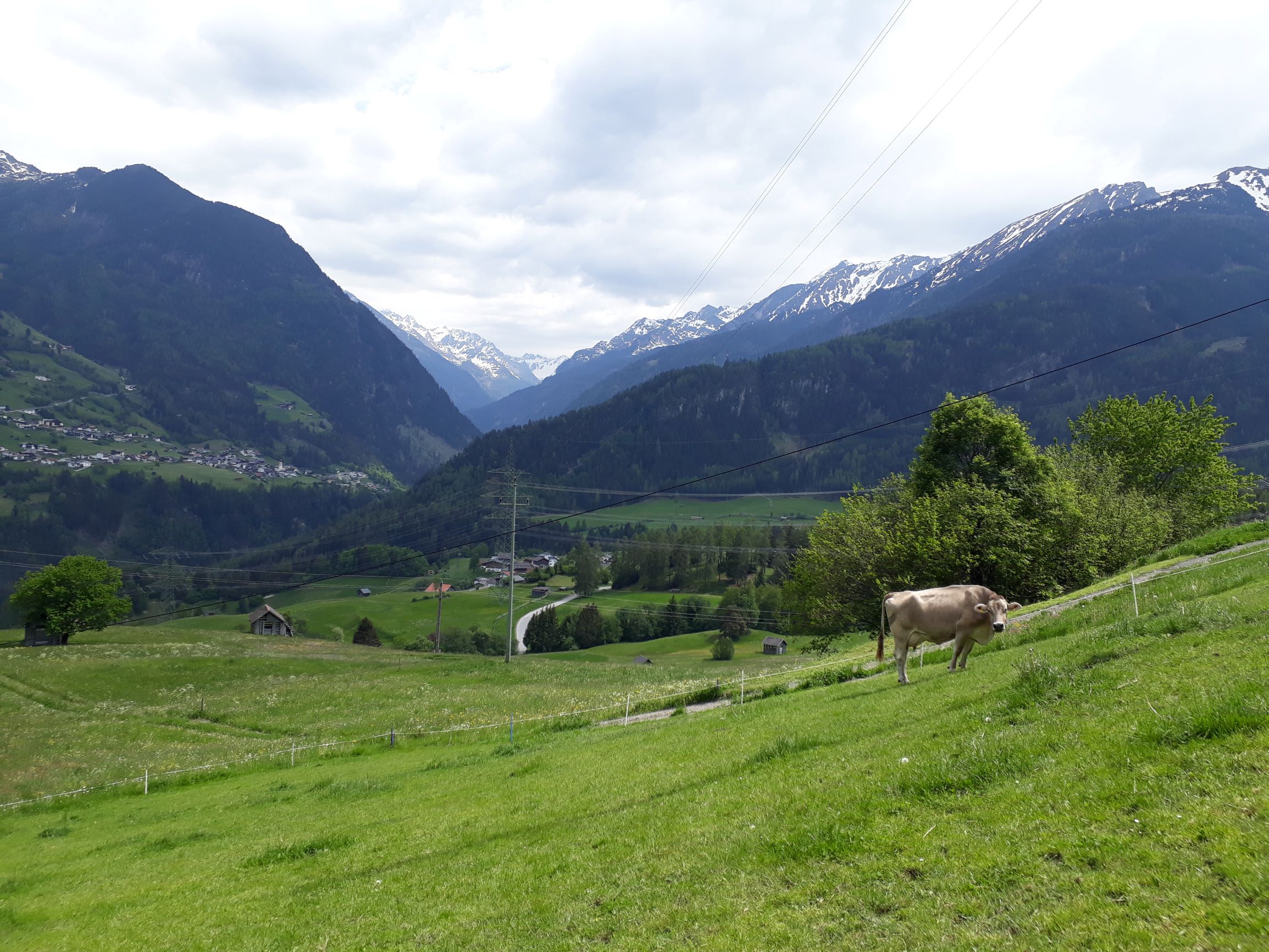 Österreichische Bergmilchviehbetriebe im Fokus 