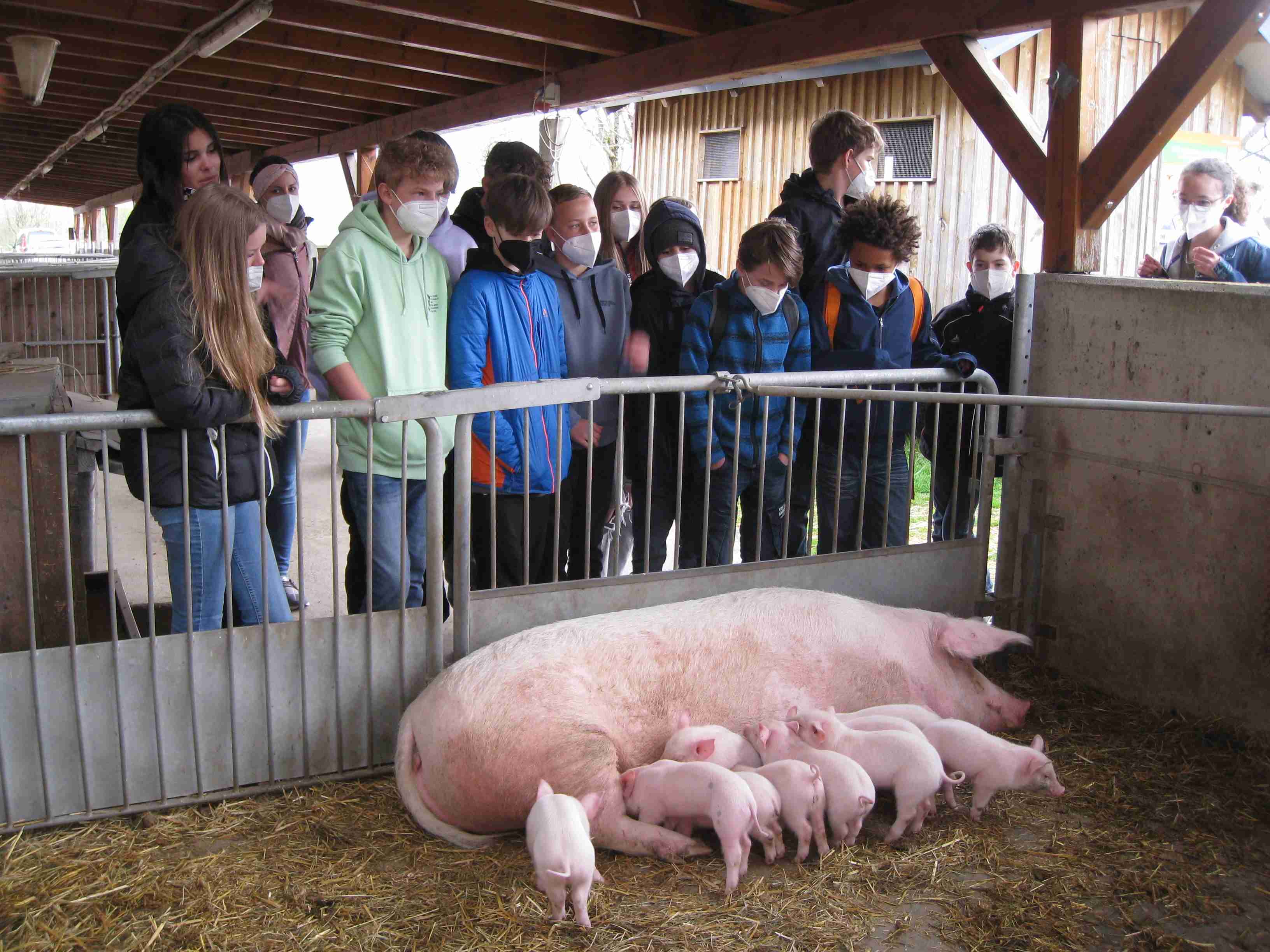 Schulklasse zu Besuch im Schweinestall