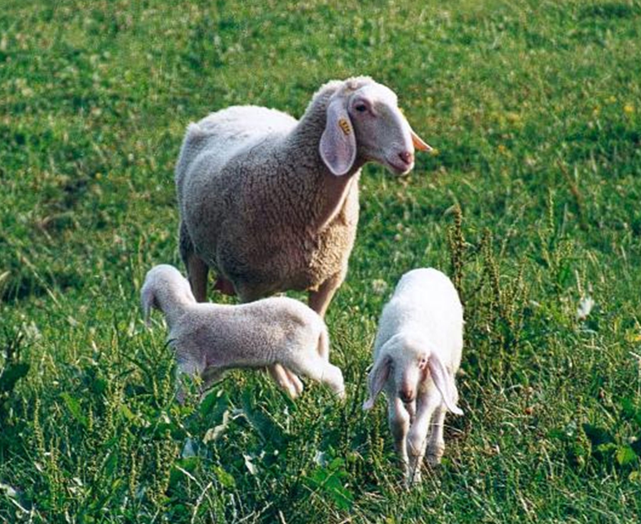 Untersuchungen zur Wirksamkeit von Eimericox bei Schafen