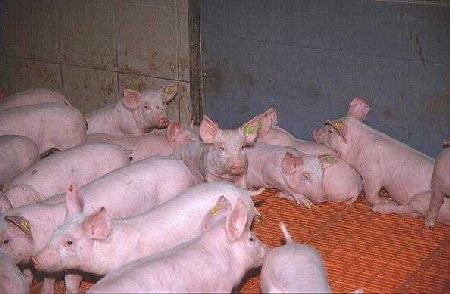 Gasförmige Emissionen aus einem Schrägbodenstall für Mastschweine