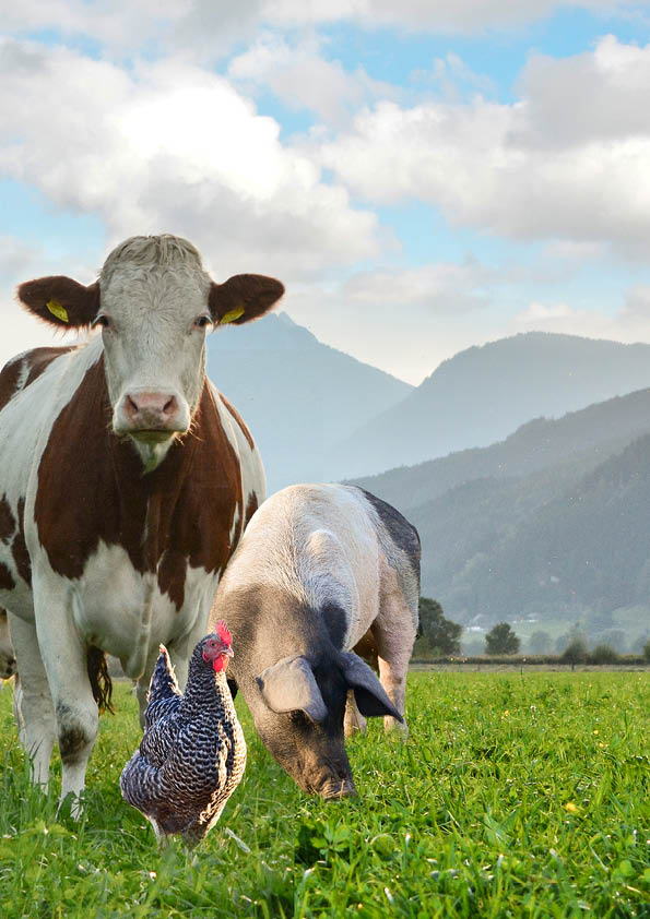 Nutztierschutztagung in Raumberg-Gumpenstein