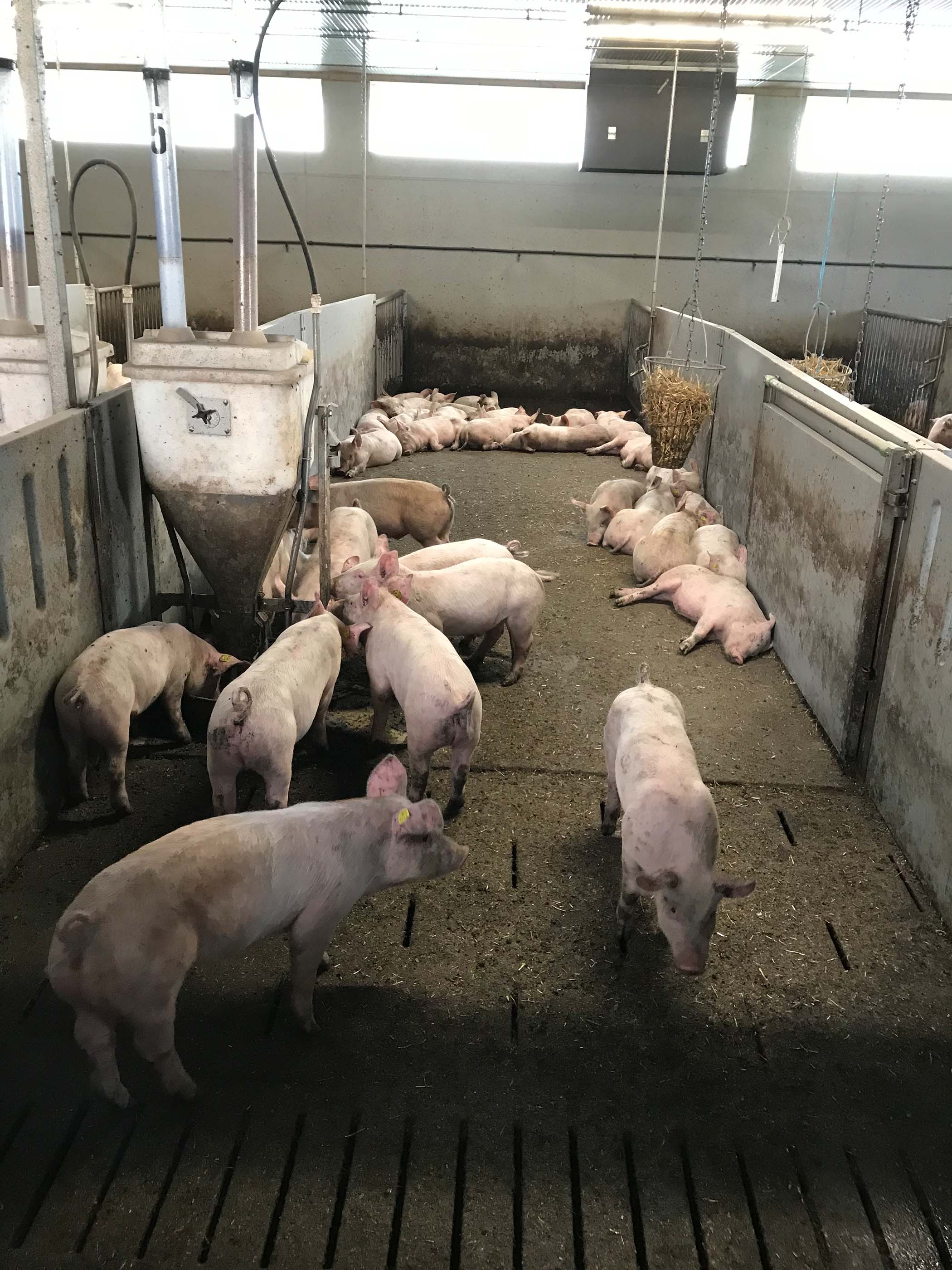 Projekt IBeSt: Innovationen für Bestehende Schweineställe – zum Wohl von Tier und Mensch