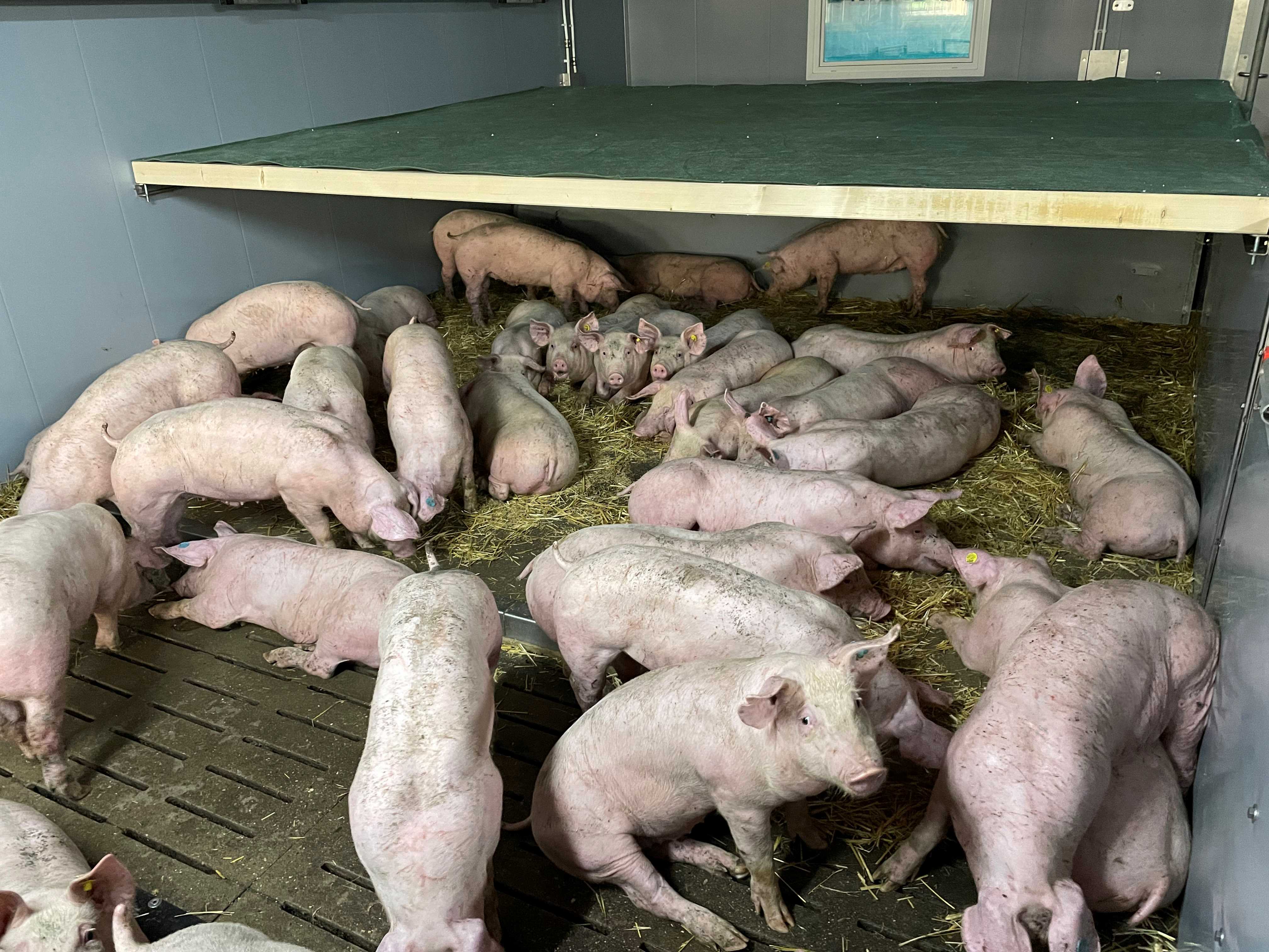 3 2024 schweine im liegebereich mit stroh