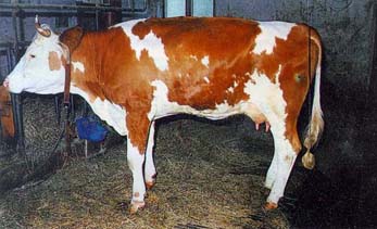 Evaluierung von Untersuchungsmethoden zur Diagnostik der Kalzinose bei Rindern und Schafen