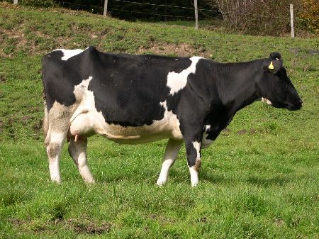 Schwarzbunte Kuh auf der Weide