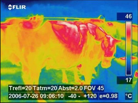 Vergleich unterschiedlicher Temperatur-Messmethoden und Messorte zur Erhebung der IKT bei Rindern