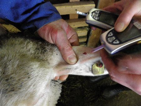 Untersuchungen zum Energiestoffwechsel von Schafen und Ziegen