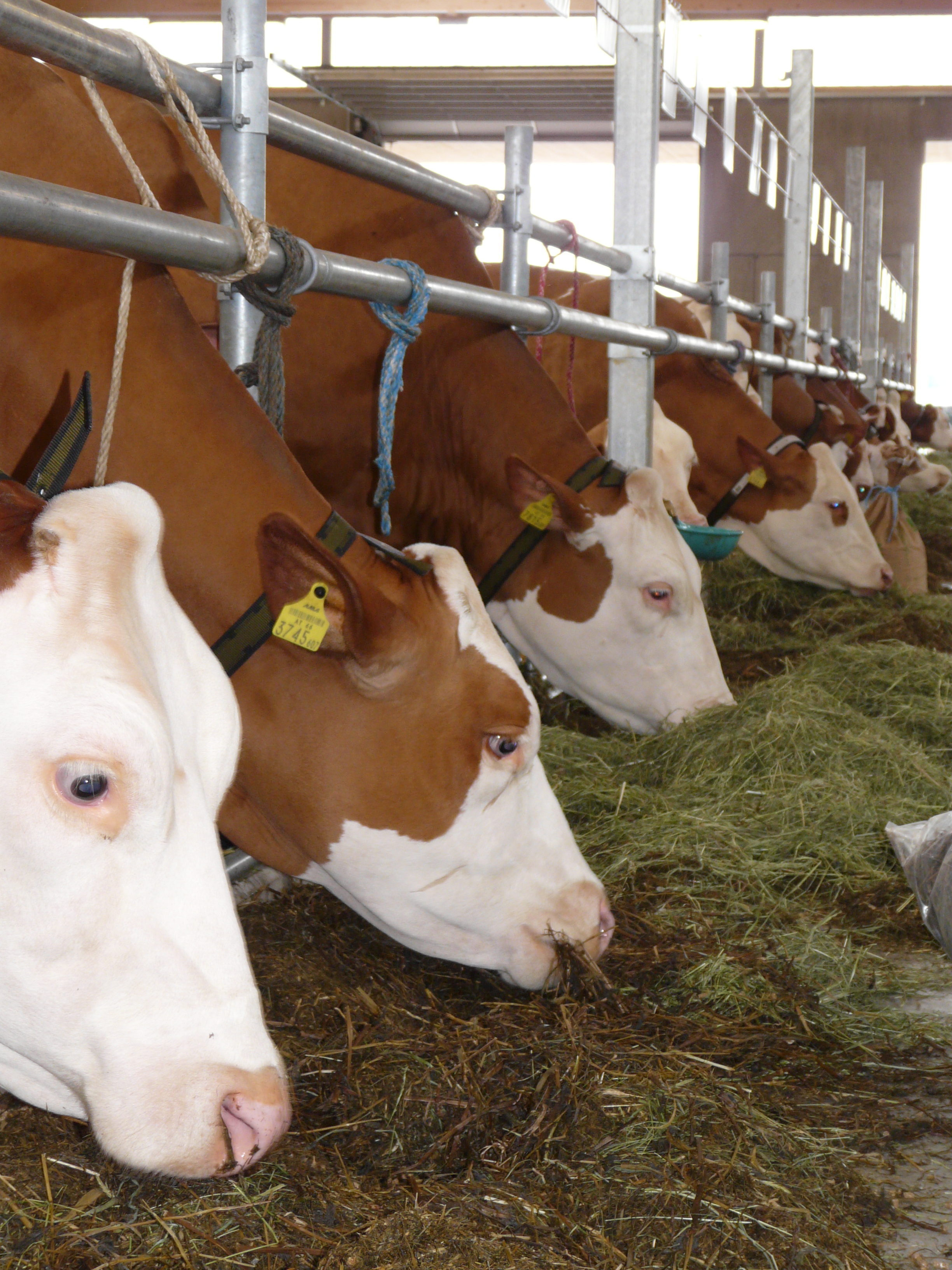 Einfluss einer reduzierten Kraftfutterversorgung auf die Leistung von Kühen der Rasse Fleckvieh bei biologischer Milchviehhaltung 