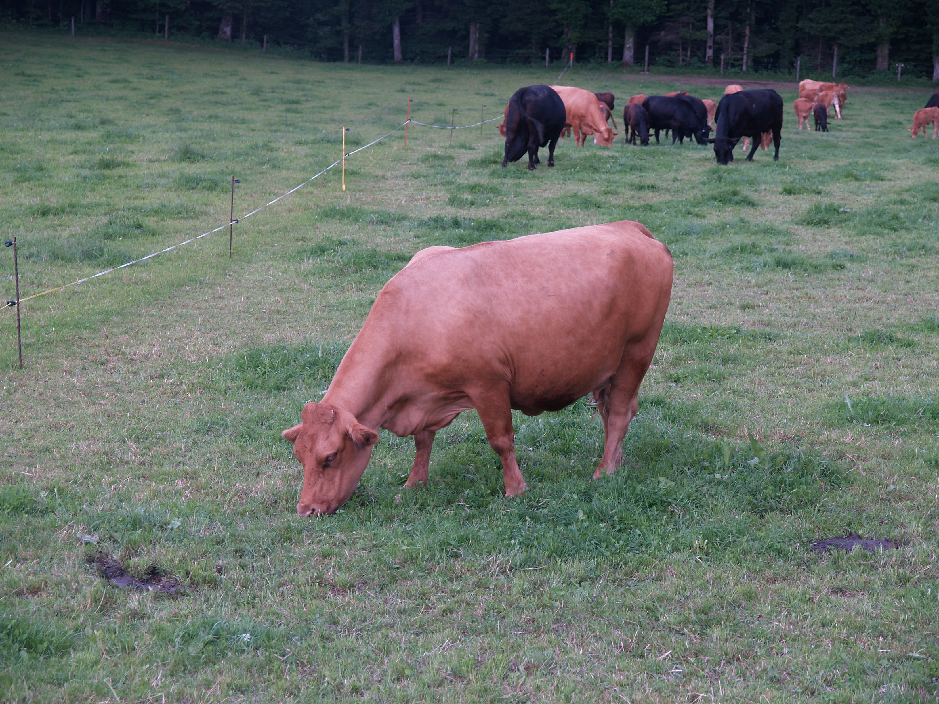 Kühe beim Weiden