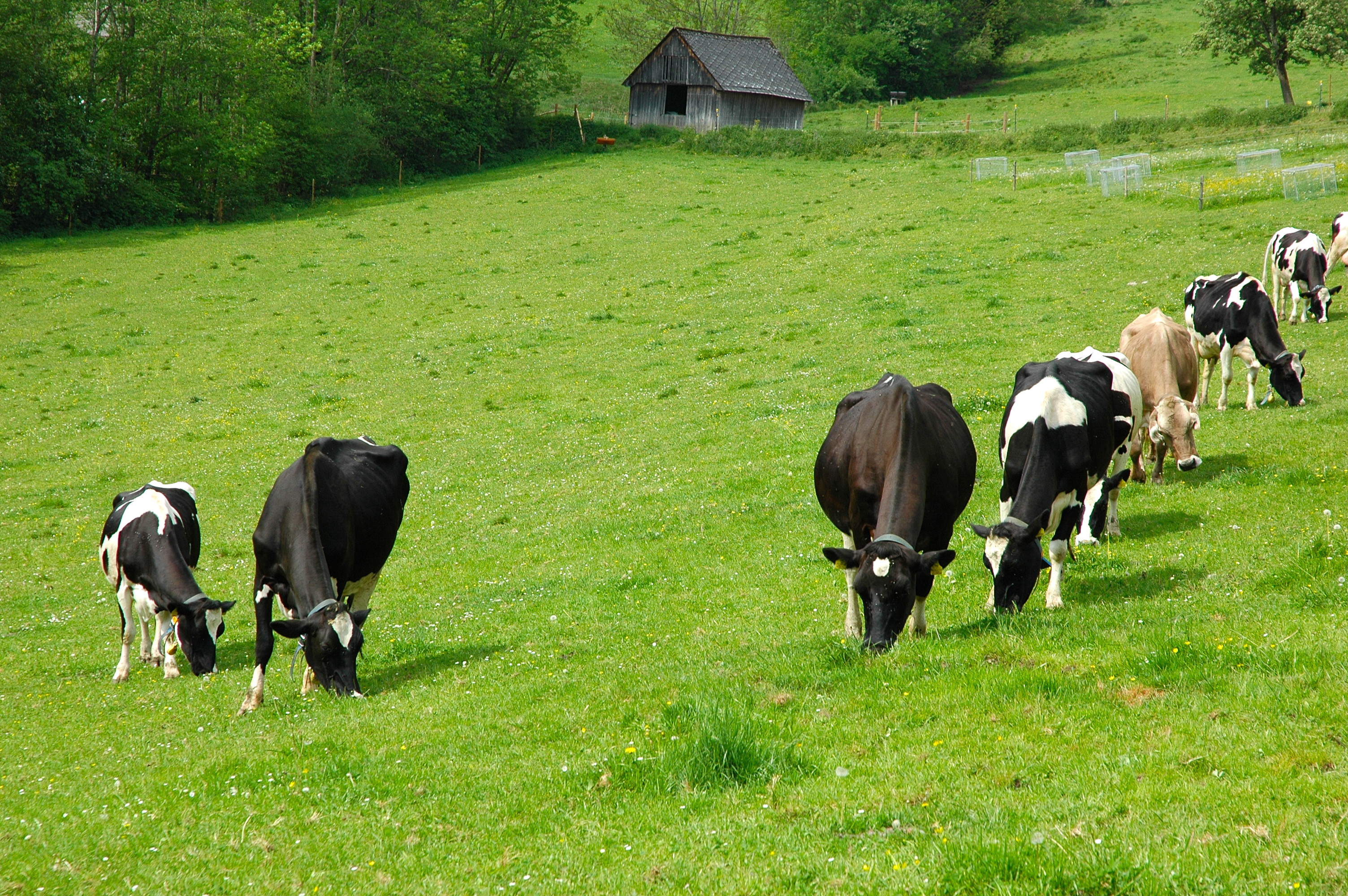 Untersuchungen zur Eignung von Kühen unterschiedlicher genetischer Herkünfte für die Low-Input Milcherzeugung - Teil des EU-Projektes SOLID