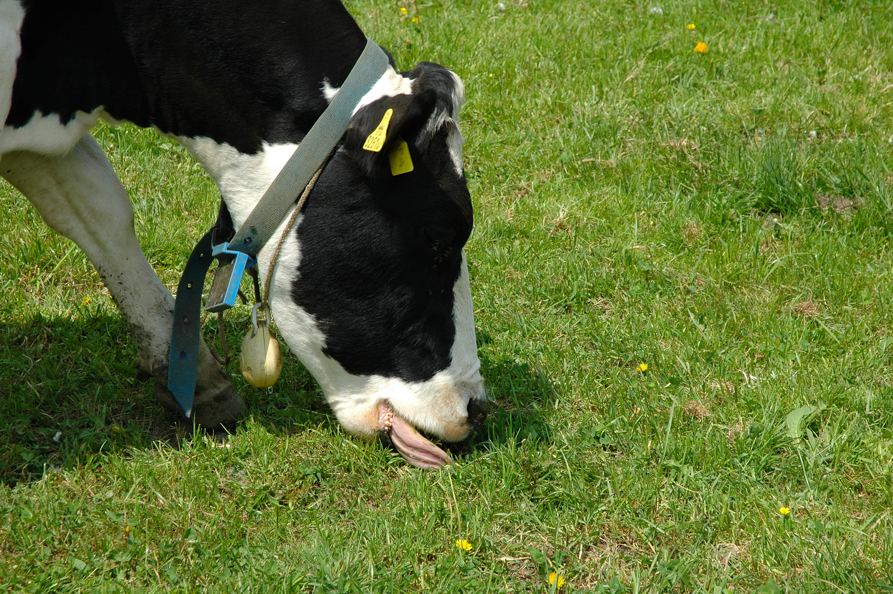 Kuh beim Fressen auf der Weide