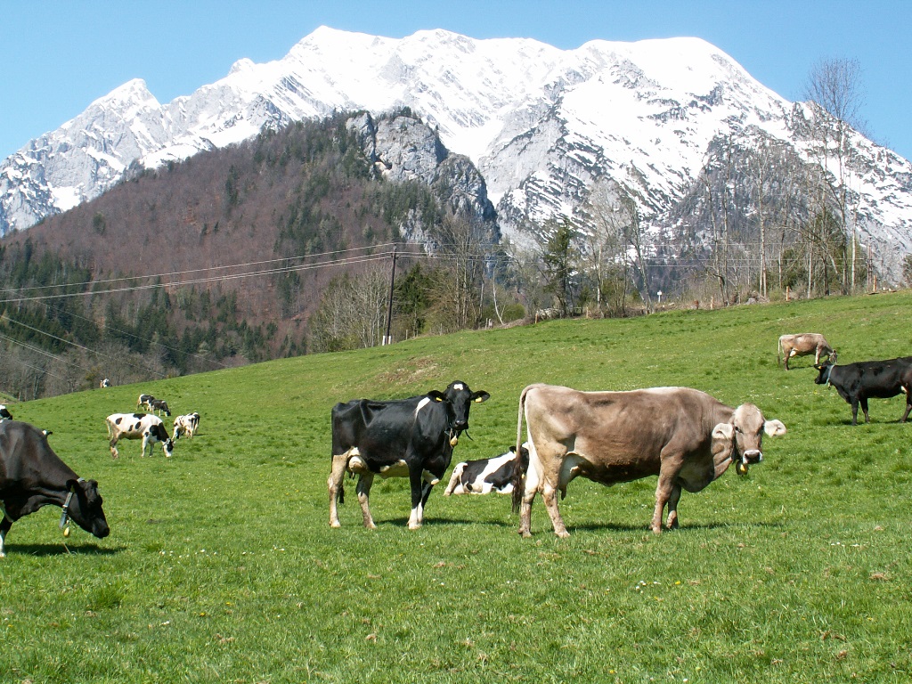 Kühe auf der Weide am Moarhof