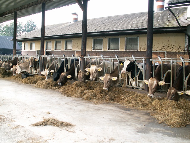 Kühe beim Fressen im Stall