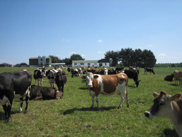 Welche Kühe brauchen Low-Input und Bio-Betriebe? 