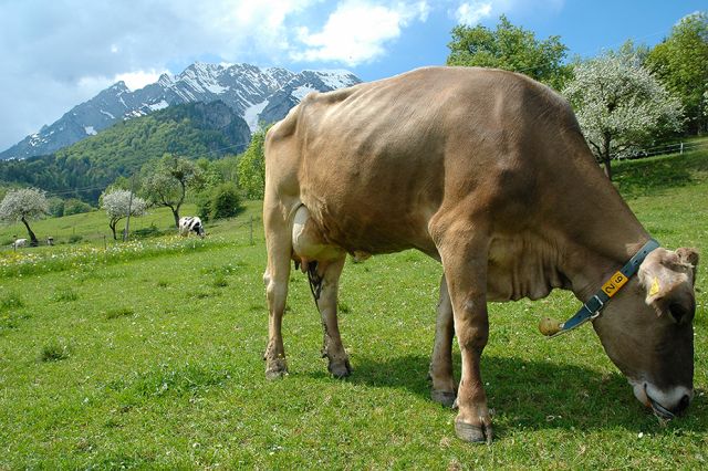 A2 Milch – Mythos, Chance, Herausforderung? 