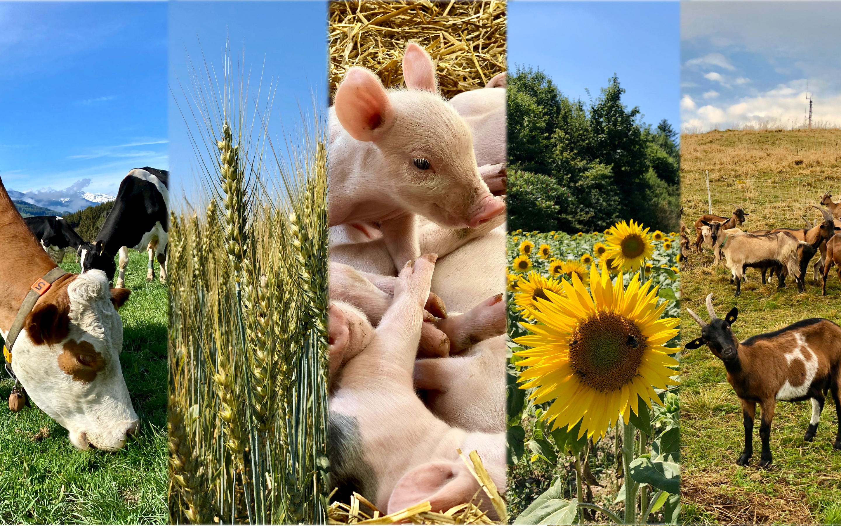 Bio-Landwirtschaft und Biodiversität der Nutztiere