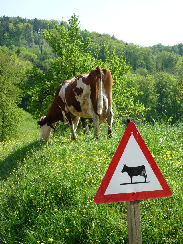 Mensch und Tier im Mittelpunkt der neuen EU-Bio-Verordnung: Fachveranstaltung zu Tierhaltung und Weidemanagement im Bio-Landbau