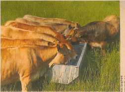 Landwirt Georg Prantl lässt seine Rinder täglich auf einer anderen Parzelle grasen.