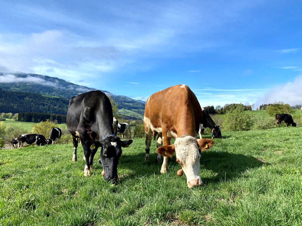 Effekte von Kurzrasen- oder Koppelweidehaltung von Milchkühen auf Einzeltier- und Flächenleistung