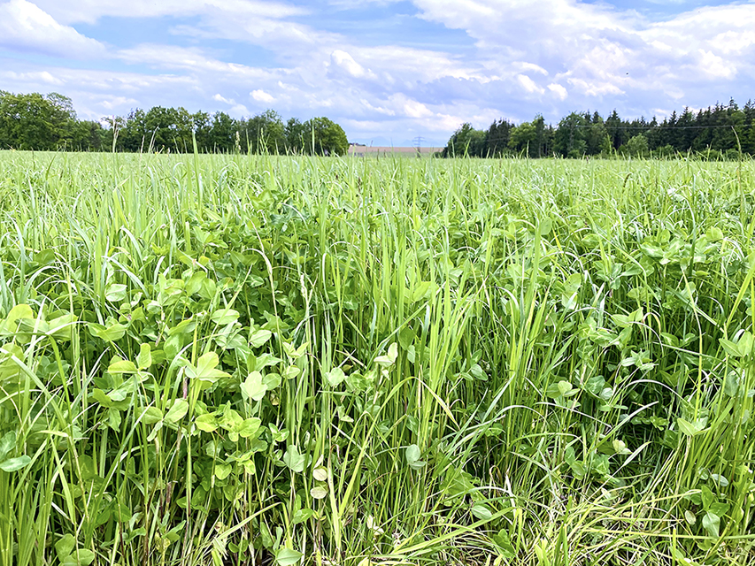 Beitrag einer abgestuften Grünlandnutzung für die Ertrags- und Biodiversitätsoptimierung am Bio-Betrieb