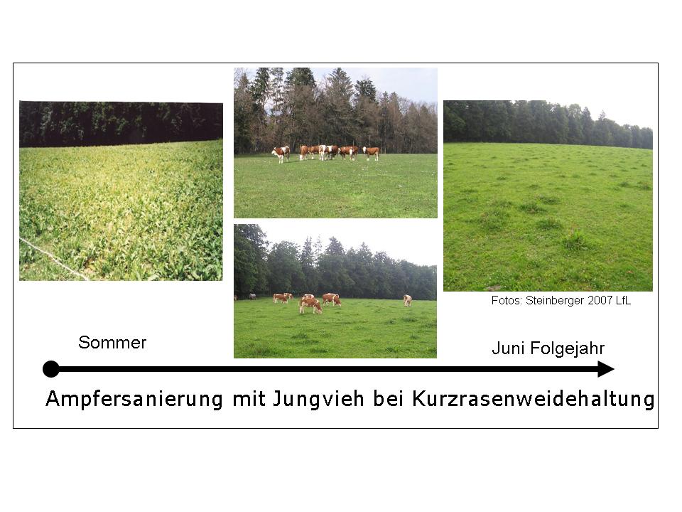 Reduktion des Ampferbesatzes in belasteten Grünlandflächen durch gezieltes Weidemanagement